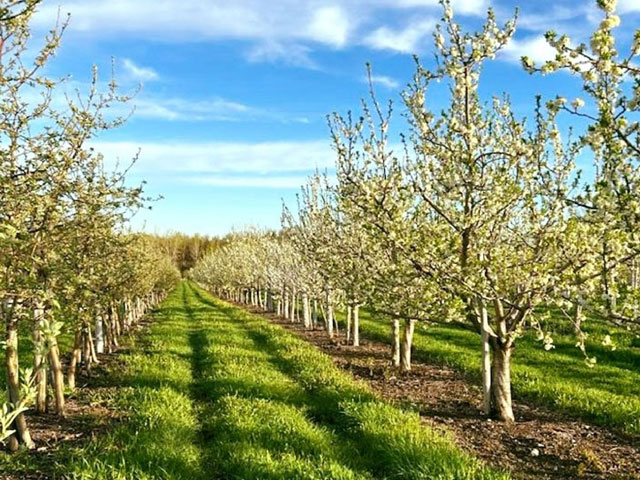 Ce jardin si particulier qu'est le verger