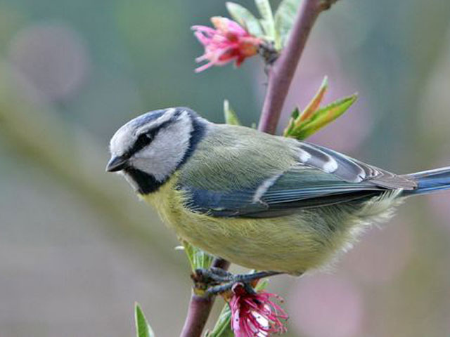 Les oiseaux