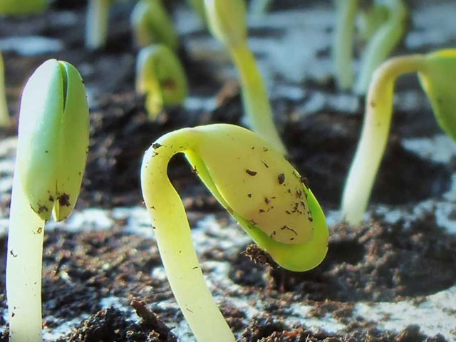 Germination printanière